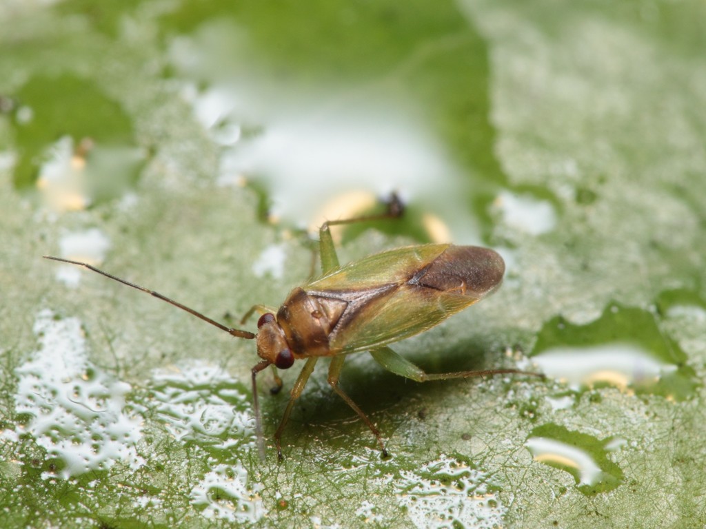 Orthotylus coprosmoides