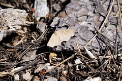 Tetracis cervinaria