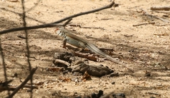 Ameiva bifrontata