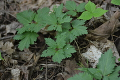 Cardamine maxima