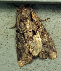 Noctuinae