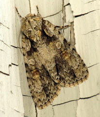 Acronicta