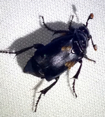 Nicrophorus nigrita