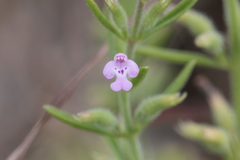 Hedeoma drummondii