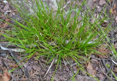 Carex deflexa