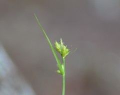 Carex deflexa