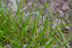 Carex deflexa