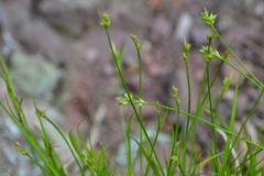 Carex deflexa