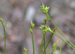 Carex deflexa