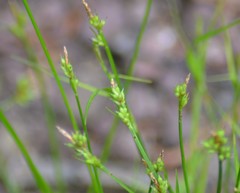 Carex deflexa
