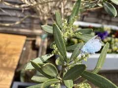 Celastrina argiolus