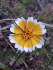 Layia platyglossa
