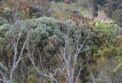 Ochthoeca fumicolor