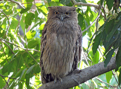 Ketupa zeylonensis