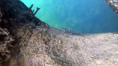 Etheostoma zonale