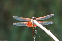Tramea carolina