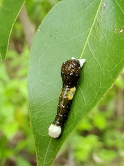 Heraclides andraemon