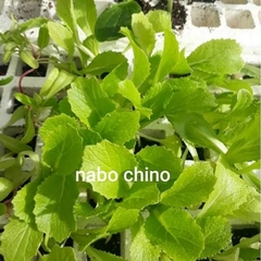 Brassica napobrassica