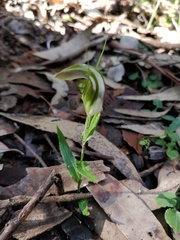 Pterostylis grandiflora