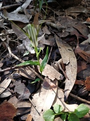Pterostylis grandiflora