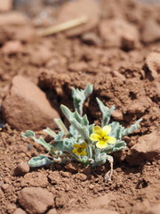 Viola pinetorum grisea