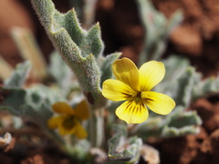 Viola pinetorum grisea