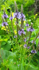 Verbena hastata