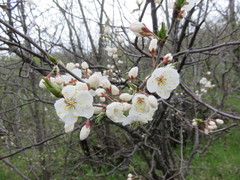 Prunus nigra