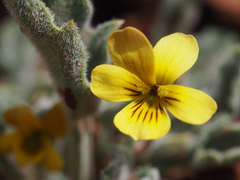 Viola pinetorum grisea