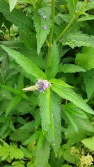 Verbena hastata