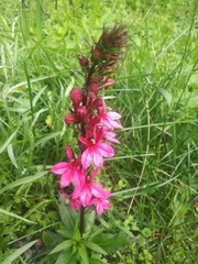 Lobelia × speciosa