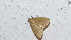 Framinghamia helvalis