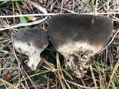 Dissingia leucomelaena