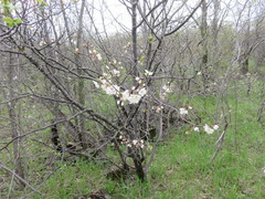 Prunus nigra