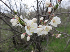 Prunus nigra