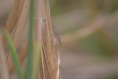 Protenor tropicalis