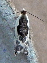 Ancylis nubeculana