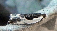 Ancylis nubeculana