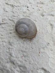 Helicoidei