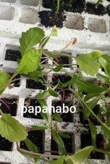 Brassica napus rapifera