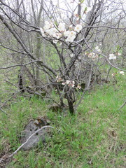 Prunus nigra