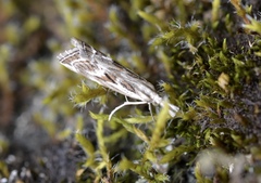 Catoptria oregonicus