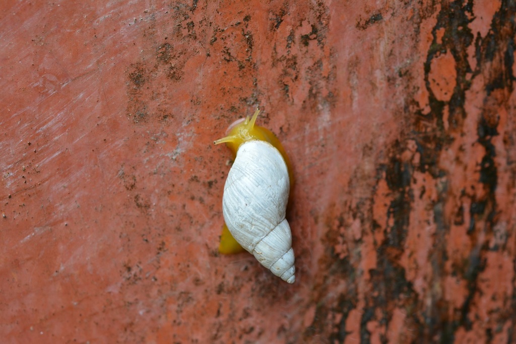 Mesembrinus ghiesbreghti