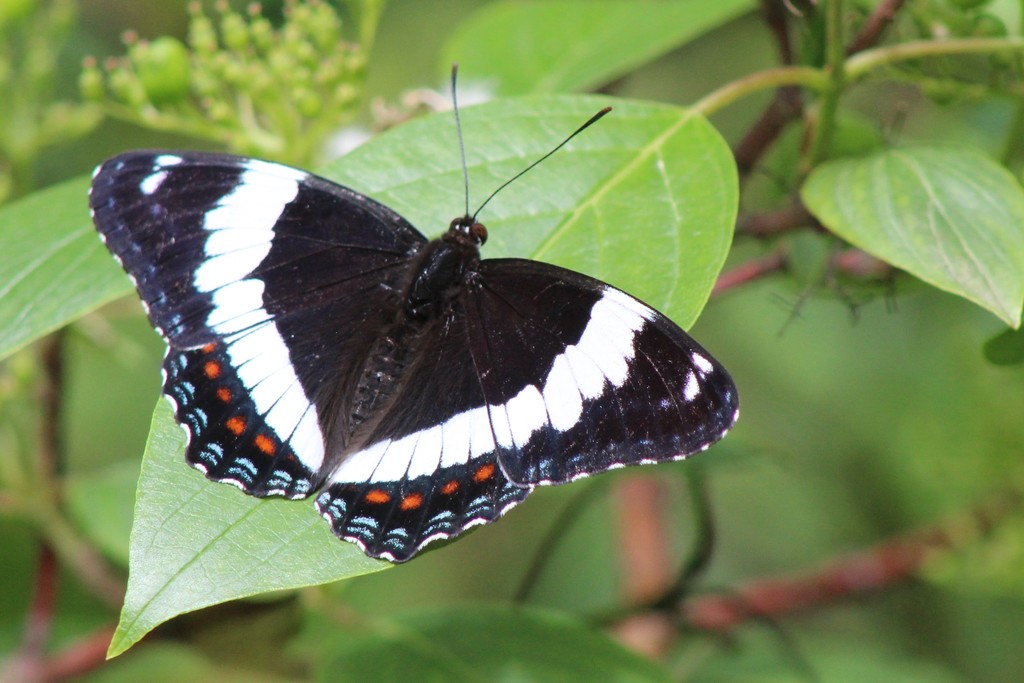Western White Admiral