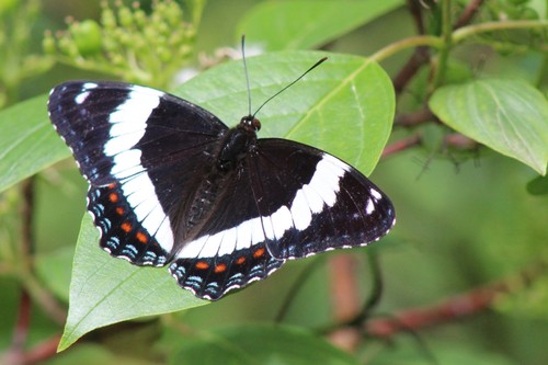 Western White Admiral