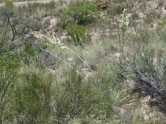 Yucca elata verdiensis