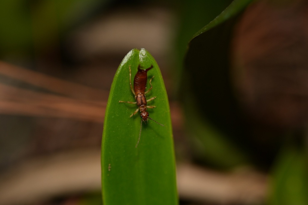 Mixocosmia tolteca