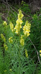 Linaria vulgaris