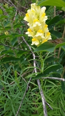 Linaria vulgaris