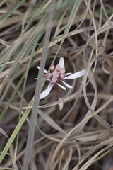 Euphorbia radians